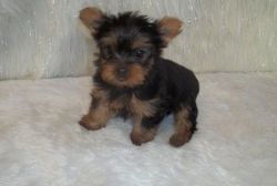 three males and one female Yorkshire Terrier Puppies