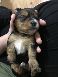 Sweet baby yorkies looking for their forever home