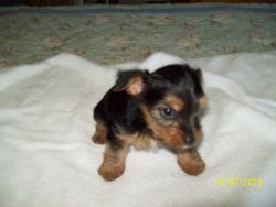 yorkies for sell