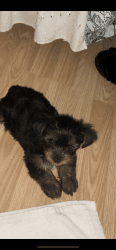 8 week old male purebred yorkie - shots are up to date + papers