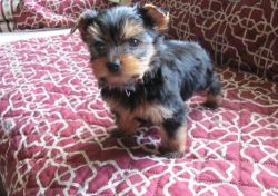 Little Black and gold Yorkie male and female puppies.
