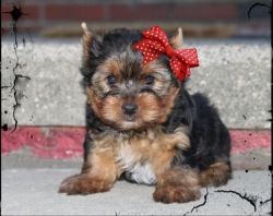Traditional yorkshire terrier