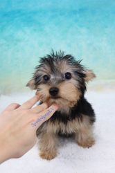 Yorkshire Terrier - Jolly - Male