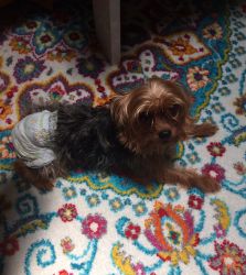 Yorkie 4 pounds 3 years of age
