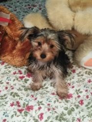 Selling nice puppies Yorkies you're going to love it