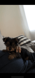 Yorkshire terrier for sale