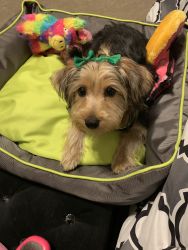 5 month old yorkie