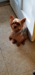 beautiful Yorkshire terrier poppies for sale 1,500$