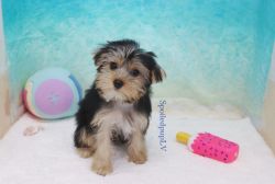 Yorkshire Terrier - Burberry - Male