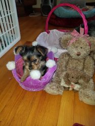PUREBRED YORKSHIRE TERRIERS FOR SALE TO GOOD HOMES