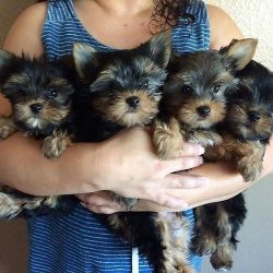 Magnificent Yorkie Puppies