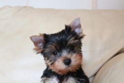 Yorkie puppies for adoption - xxx xxx xxx9