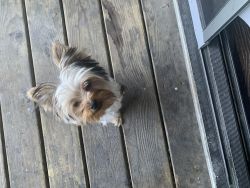 Adorable little Yorkie For Sale!