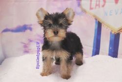 Yorkshire Terrier - Dolce - Male