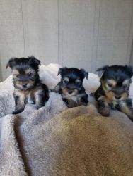 Yorkie Puppies will be ready for Adoption soon !!!