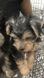 Yorkshire terrier -male yorkie- $1050