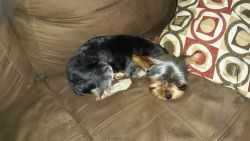Selling a 11 month old male yorkie