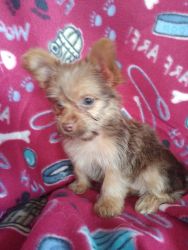 Chocolate Yorkshire Terrier pup