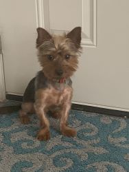 Looking for a new home for a 1yr yorkie
