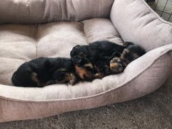 Yorkie puppies looking for homes