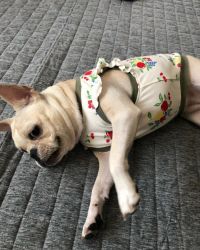 Beautiful French bulldog looking for a loving home