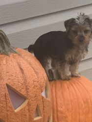 Yorkie Terrier for sale!
