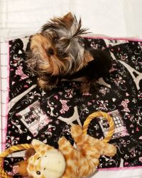 Top quality yorkie puppies
