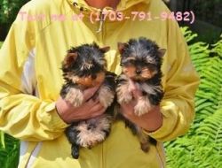 t-cup yorkie puppies