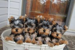 yorkshire terrier for sale