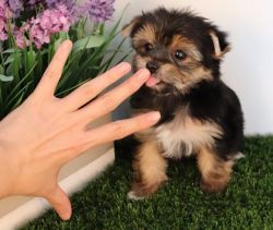 AKC Yorkshire Terrier (Yorkie) for sale