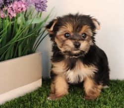 Super tiny teacup male and female Yorkie for sale