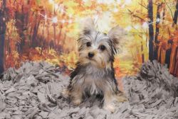 Yorkshire Terrier - Timber - Male