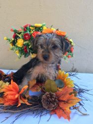 Adorable Pure Bread Yorker Terrier for Sale