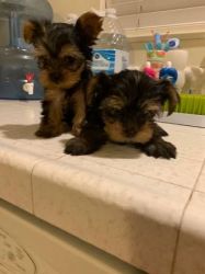 Affordable Yorkie Puppies For Sale