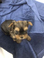 Yorkie puppies for Sale