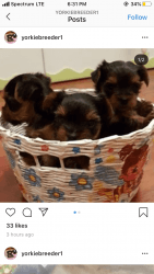 Pups for sale Yorkies