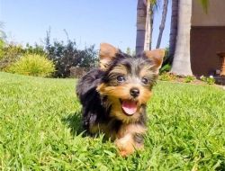 Well Trained Yorkshire Terrier puppies