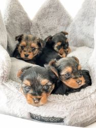 Yorkie puppies for sale!