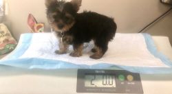 2 month Yorkshire Terrier for sale