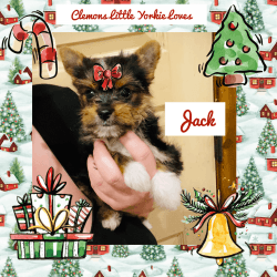 Male Yorkie puppy for sale!!!