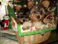 Purebred Registered Yorkie Male Pups Ready Now!