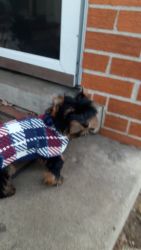 12 wk old akc male yorkie
