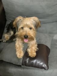 Cute sweet boy Yorkshire terrier in need of a loving home