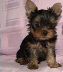 Tiny Yorkie Puppies for sale
