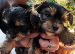 five purebred yorkie puppies
