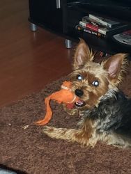 2yr old Yorkie to a good home