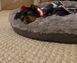 Baby yorkie looking for home