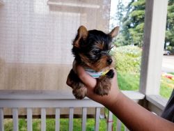 AKC Yorkie Puppies For Sale