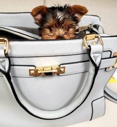 Healthy and Trained Yorkshire Terrier Puppies