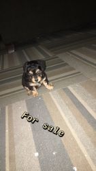 YORKIE for sale